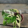 Monstera Adansonii Variegata