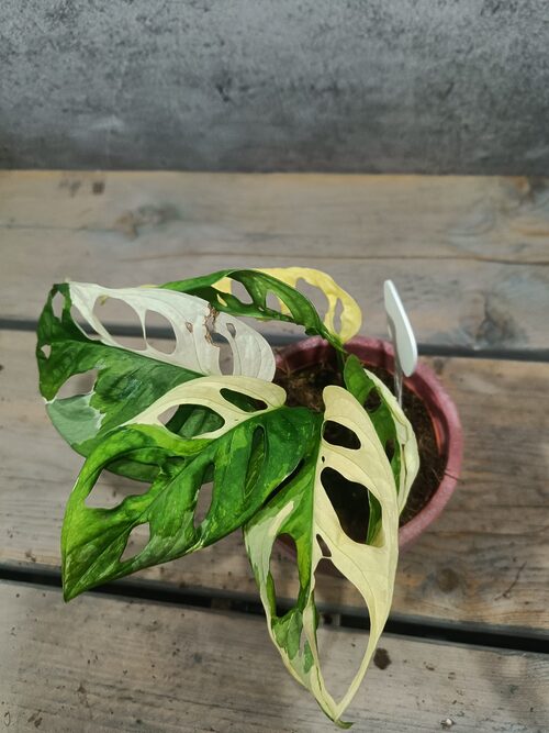 Monstera Adansonii Variegata