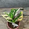 Monstera Adansonii Variegata