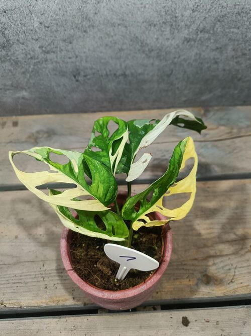 Monstera Adansonii Variegata