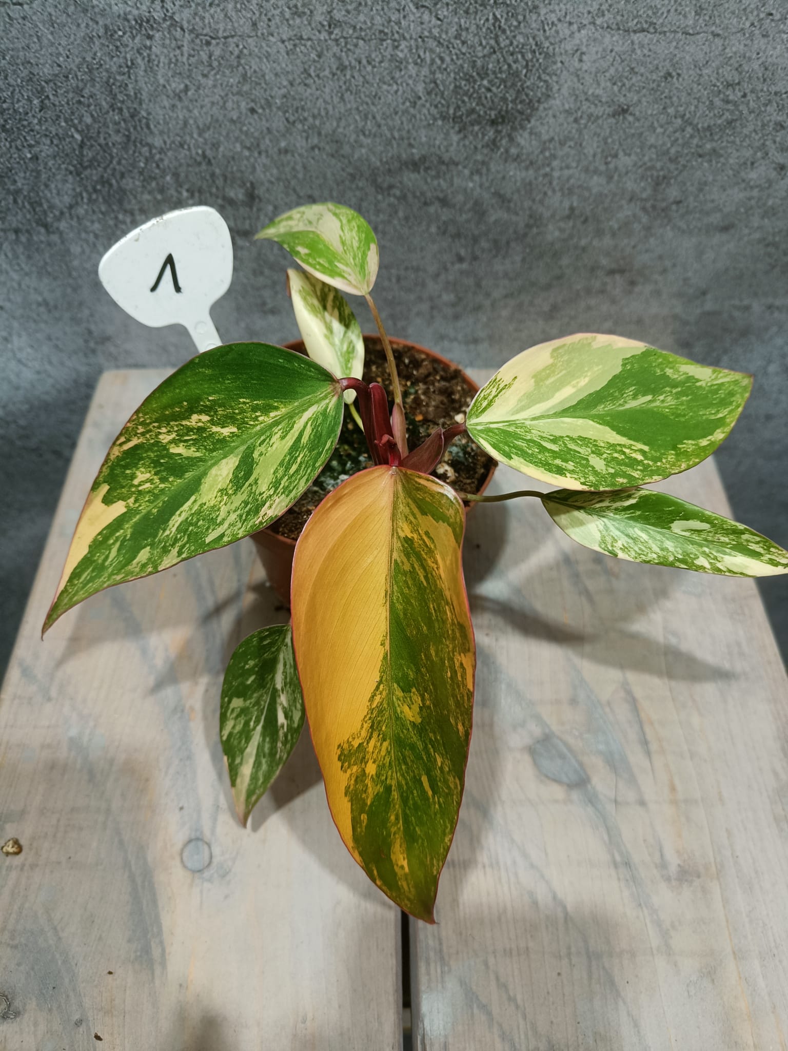 Philodendron Strawberry Shake