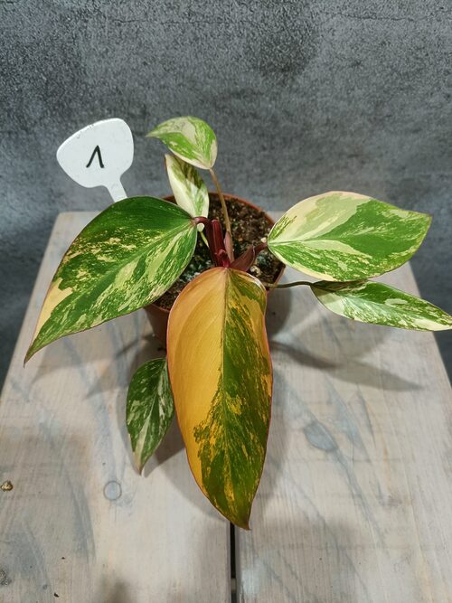 Philodendron Strawberry Shake