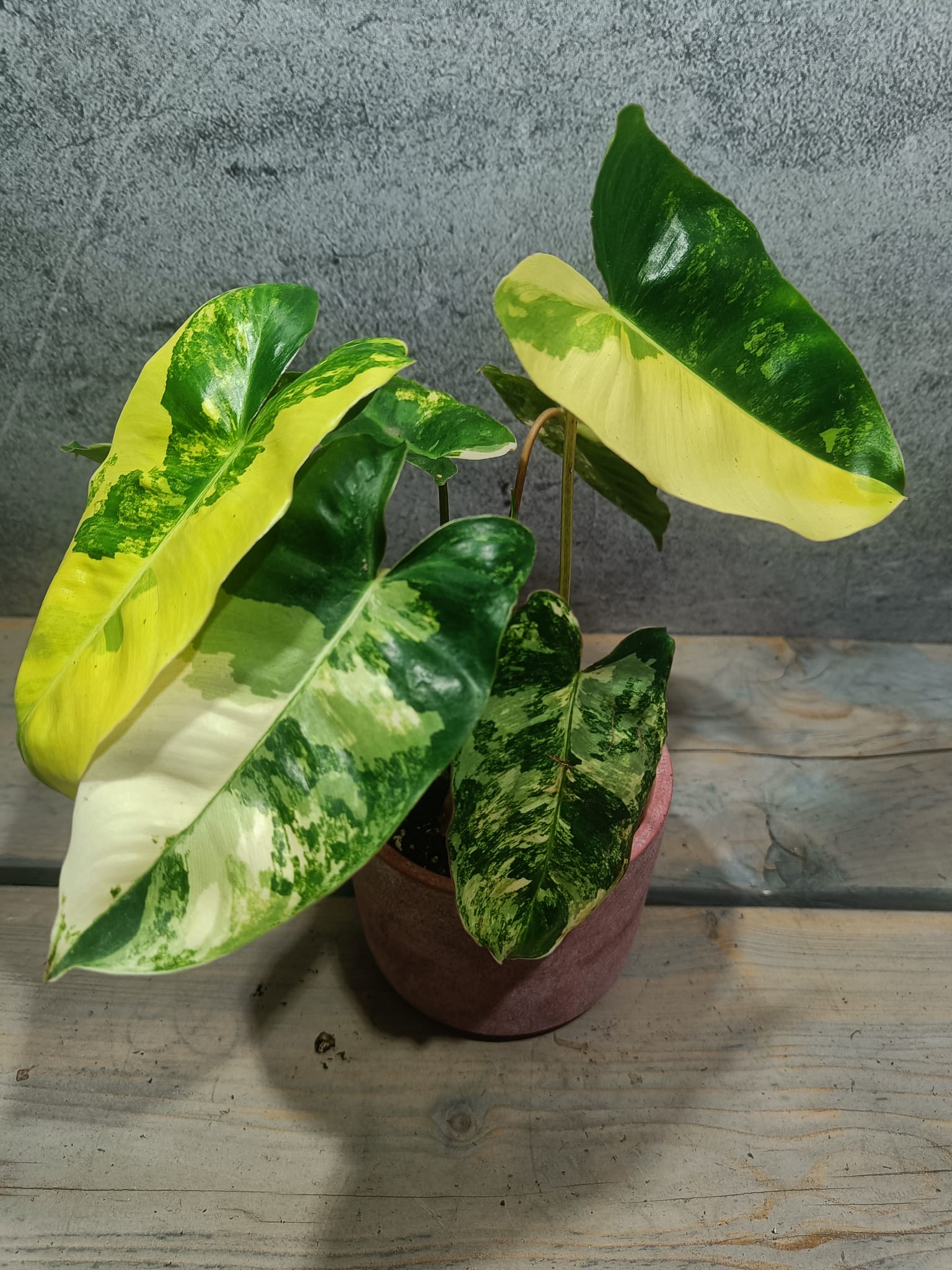 Philodendron Burle Marx Variegata