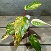 Philodendron Strawberry Shake