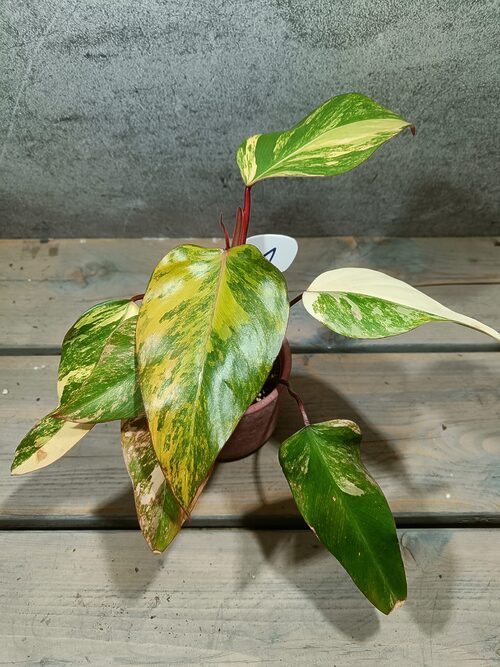 Philodendron Strawberry Shake