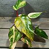 Philodendron Strawberry Shake