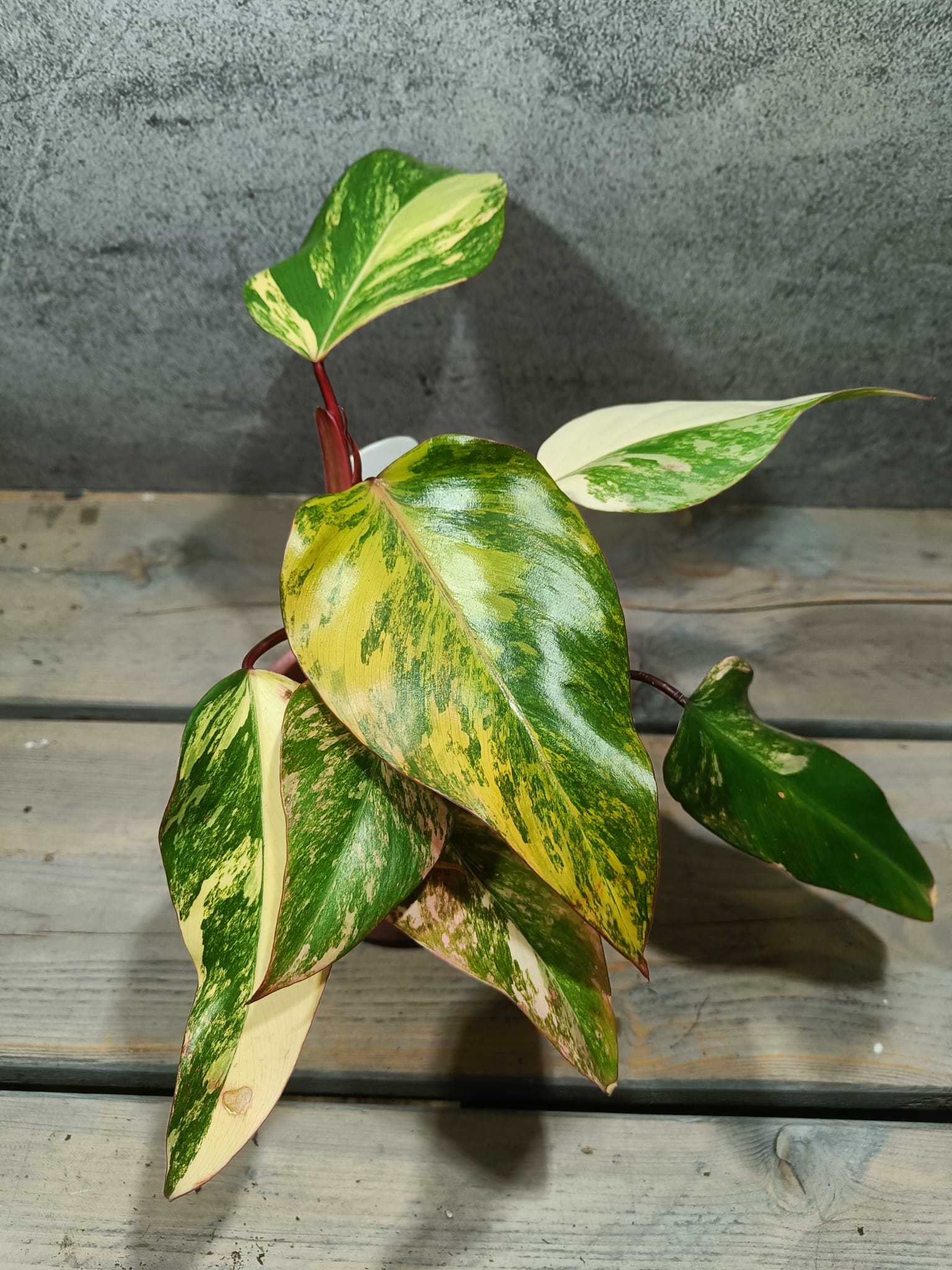 Philodendron Strawberry Shake