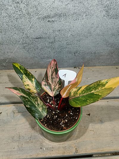 Philodendron Aardbeienshake