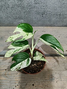 Epipremnum Pinnatum Marble Variegata
