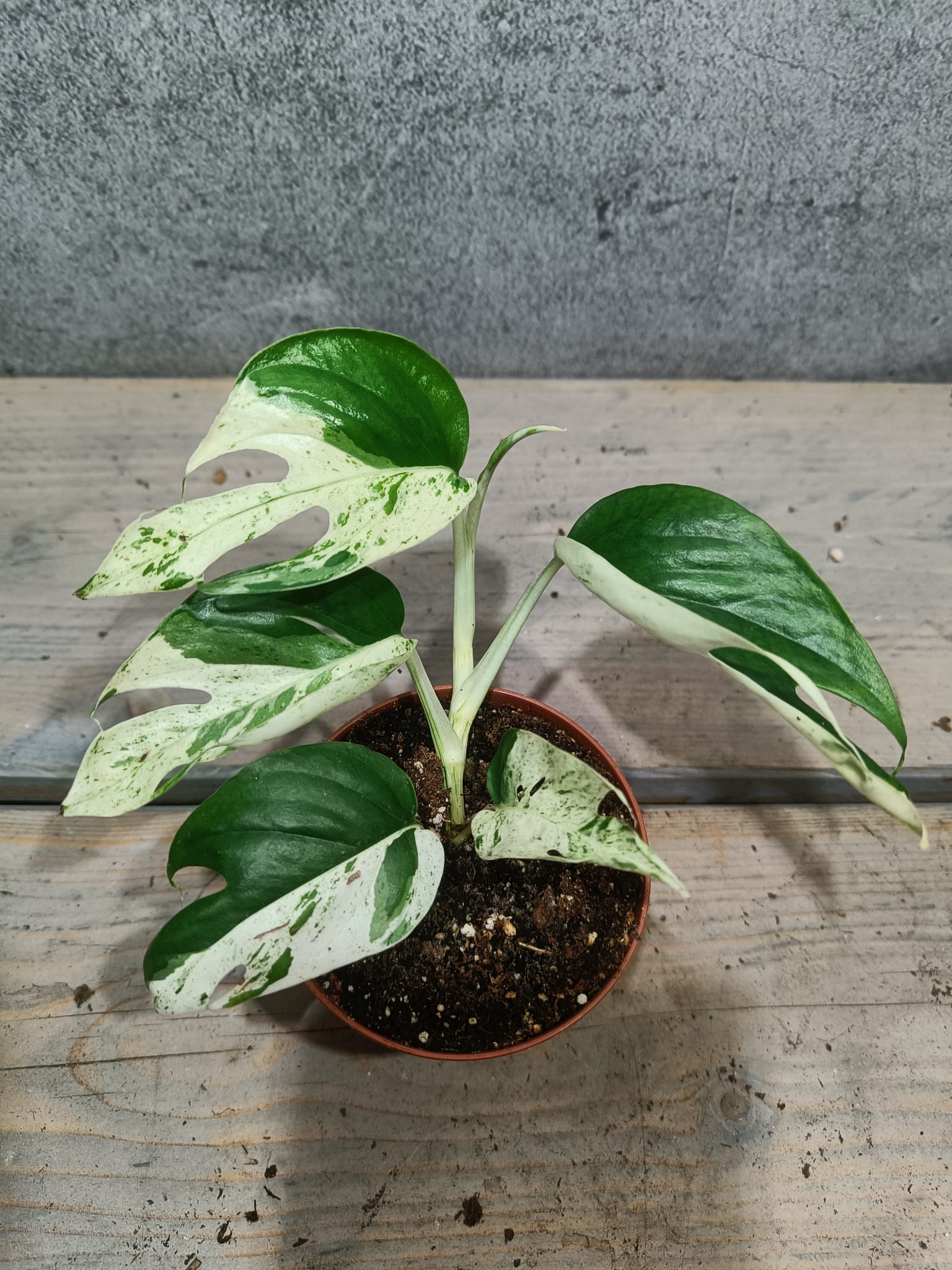 Epipremnum Pinnatum Marble Variegata