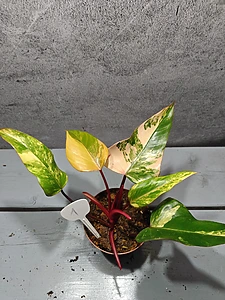Philodendron Strawberry Shake
