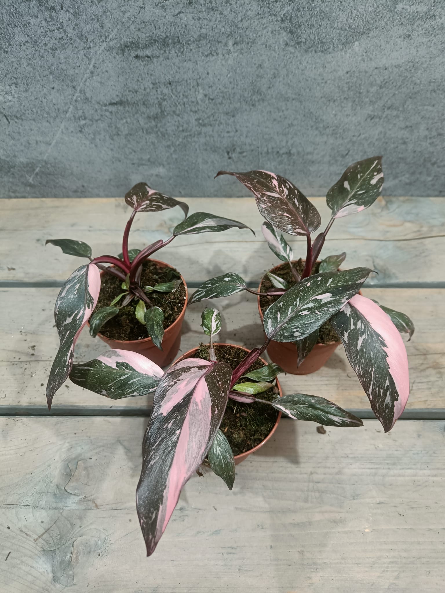 Roze prinses marmer