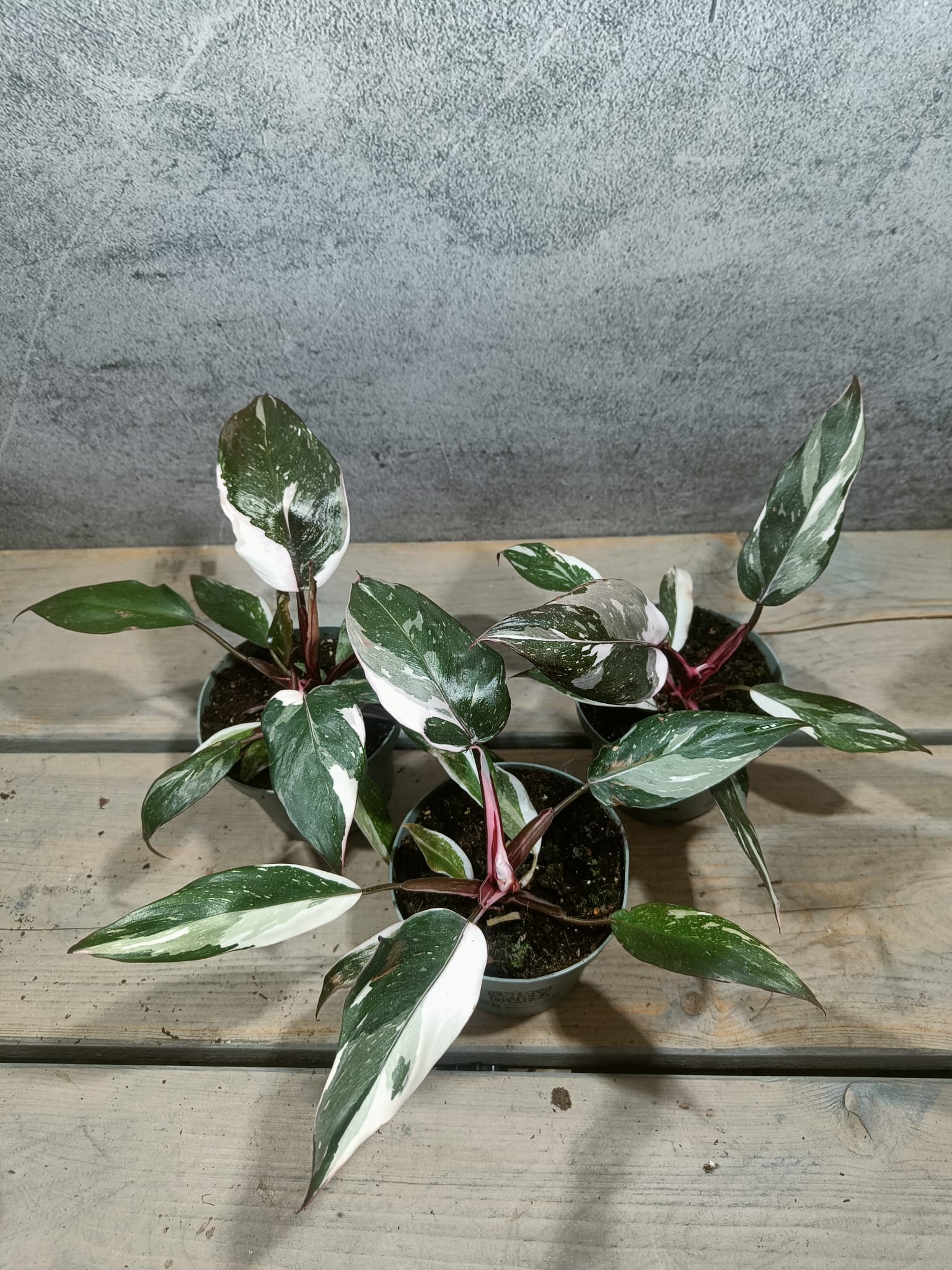 Philodendron Rood Anderson