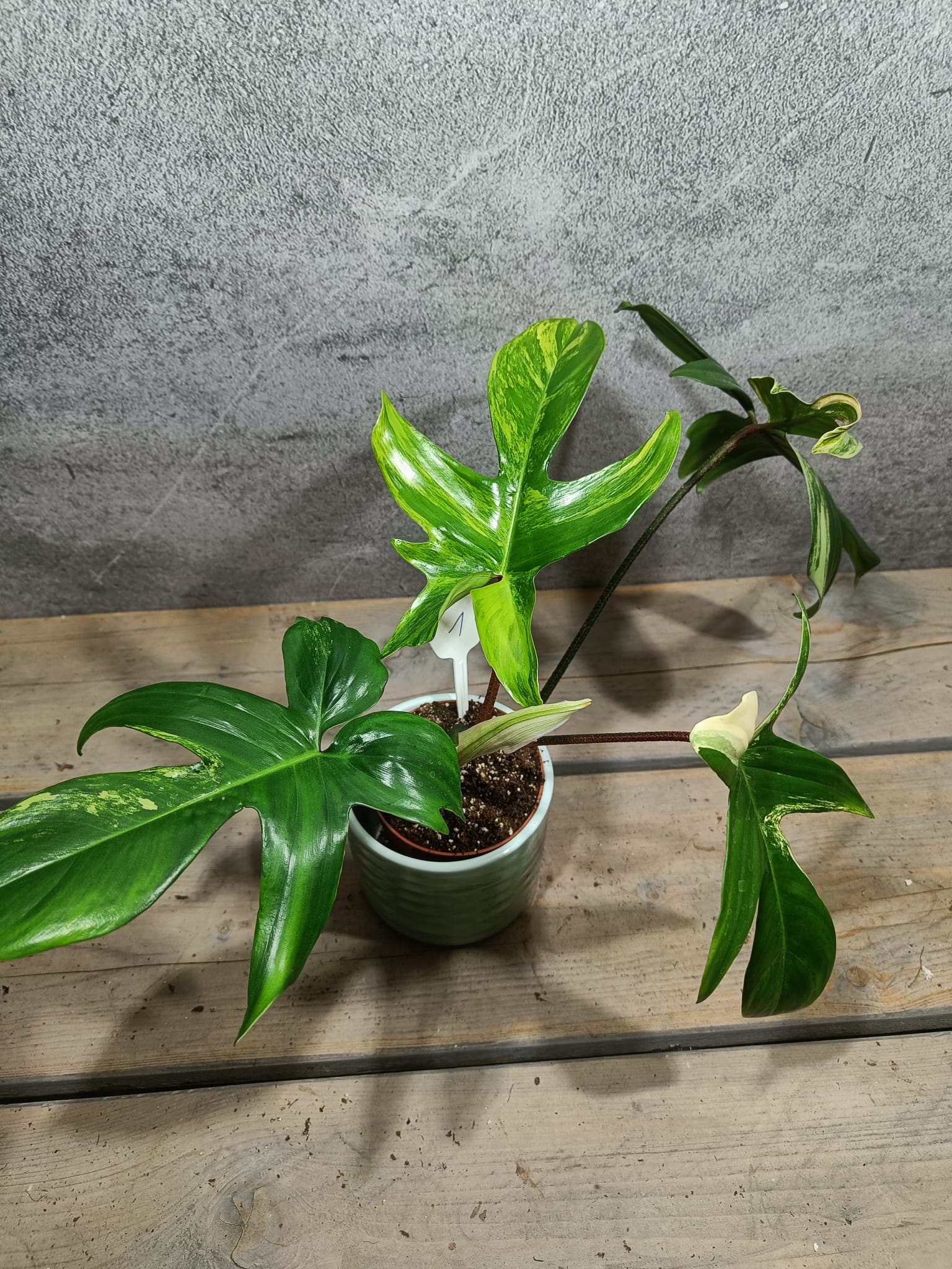 Philodendron Florida Beauty