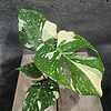 Monstera Thai Constellation