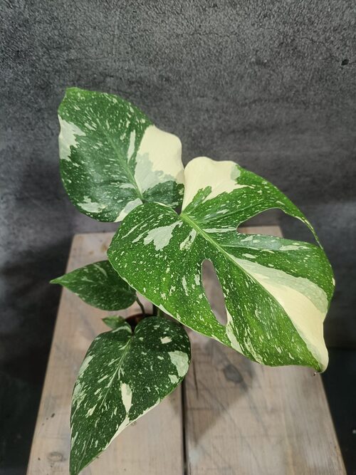 Monstera Thai Constellation