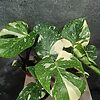 Monstera Thai Constellation