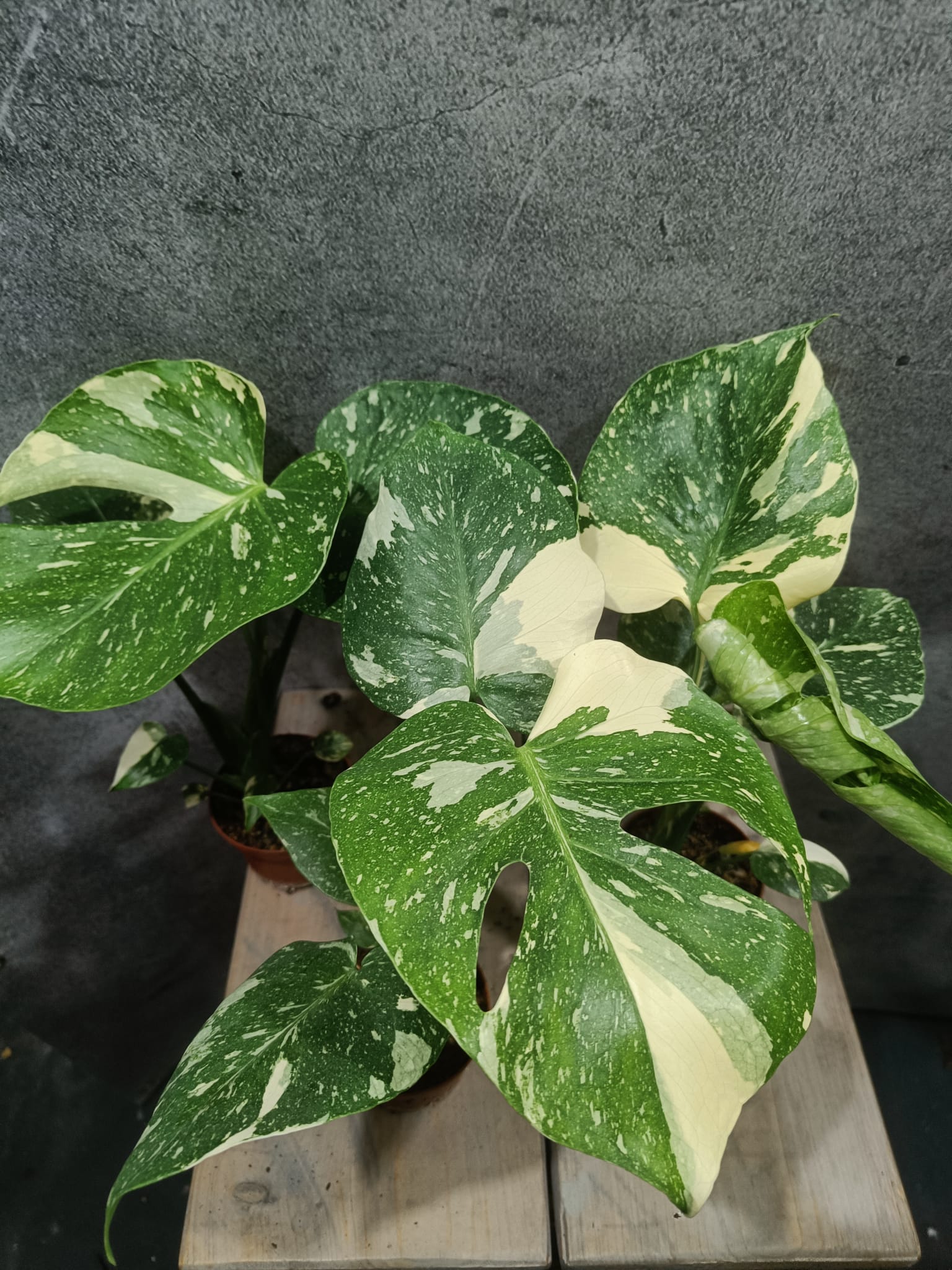 Monstera Thai Constellation
