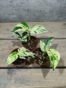 Epipremnum Pinnatum Marble Variegata
