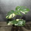 Monstera Thai Constellation Monstera Thai Constellation