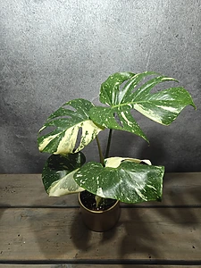 Monstera Thai Constellation