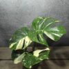 Monstera Thai Constellation Monstera Thai Constellation