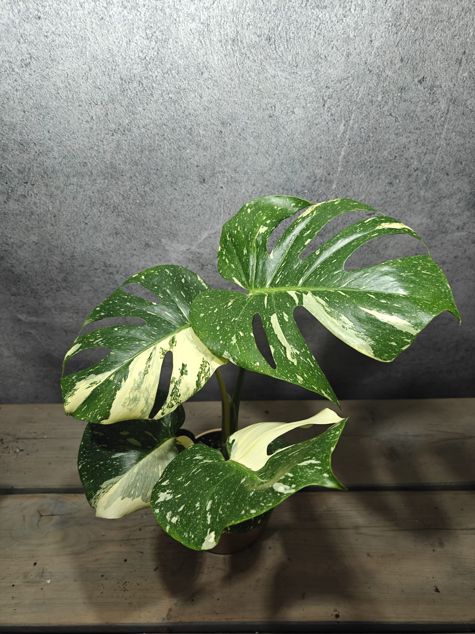 Monstera Thai Constellation Monstera Thai Constellation