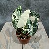 Alocasia Frydek Variegata