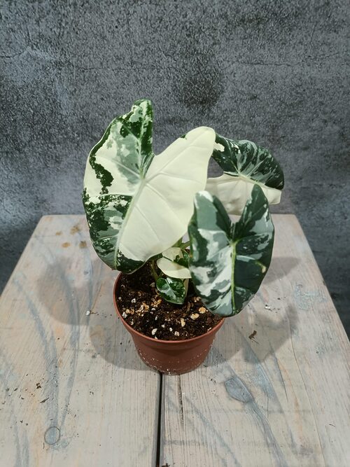 Alocasia Frydek Variegata