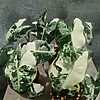Alocasia Frydek Variegata