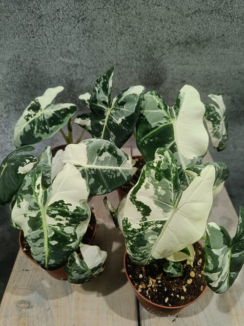 Alocasia Frydek Variegata