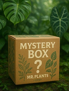 Mr. Plants - Exotic Houseplants & Accessories