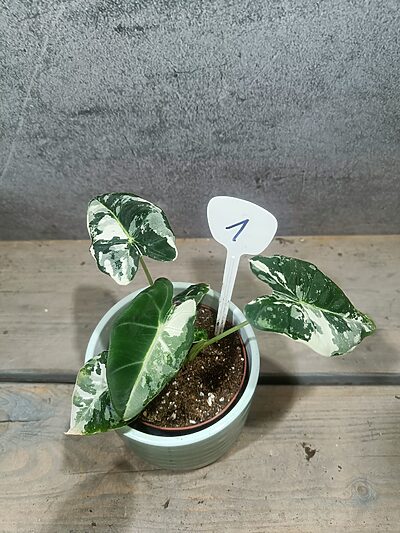Alocasia Frydek Variegata
