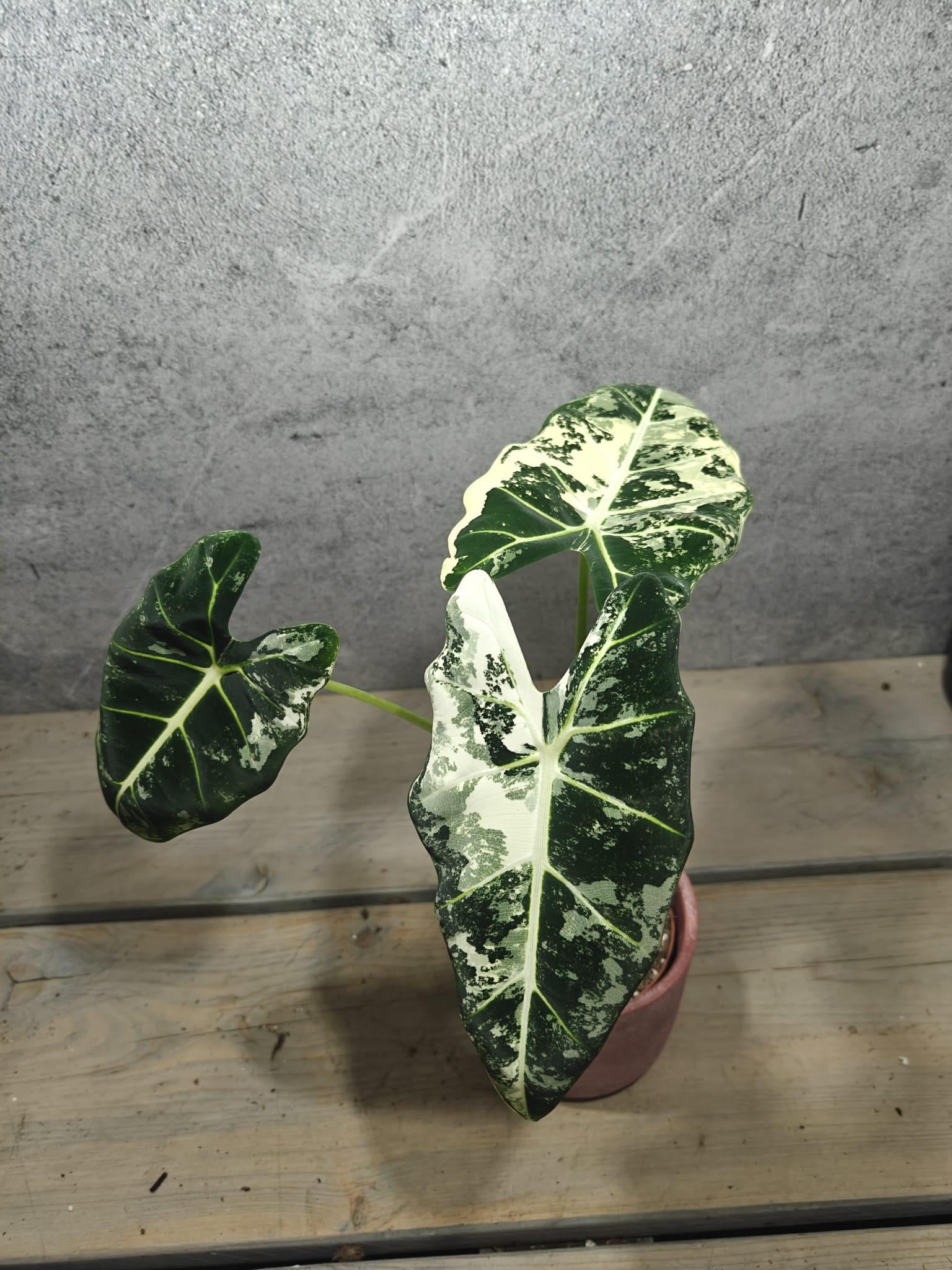 Mr. Plants - Alocasia Frydek Variegata