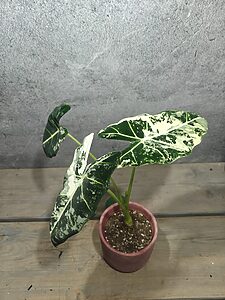 Alocasia Frydek Variegata