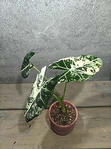 variegata pflanzen shop Monstera Full Mint deliciosa borsigiana Variegata 
