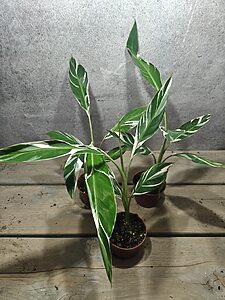 Musa Florida Variegata