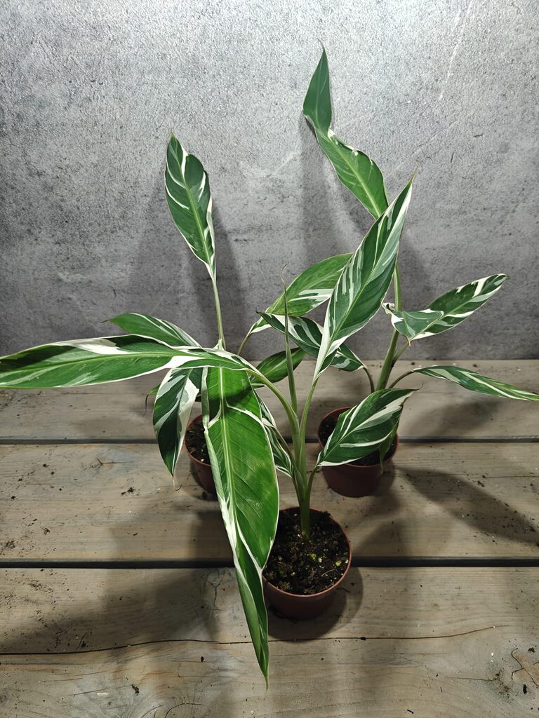 Mr. Plants - Musa Florida Variegata