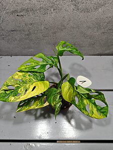 Monstera Adansonii Aurea