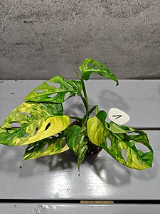 Monstera Adansonii Aurea