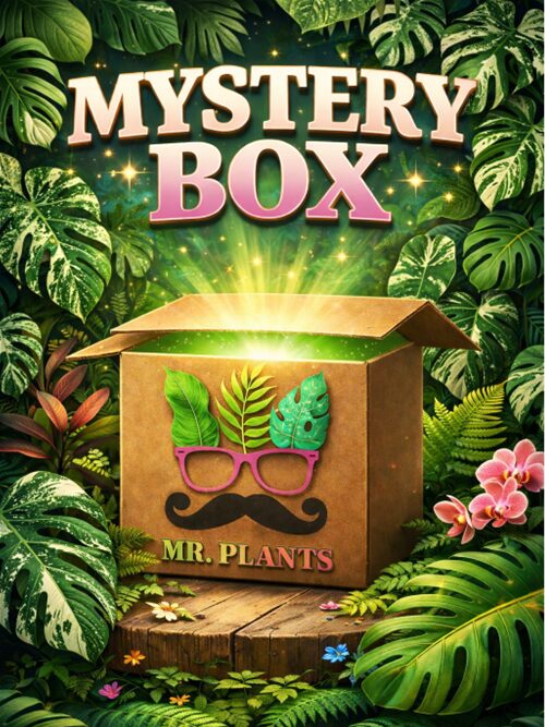 mysterybox Pflanzen Mystery Box