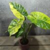 Alocasia Gageana Aurea Alocasia Gageana Aurea