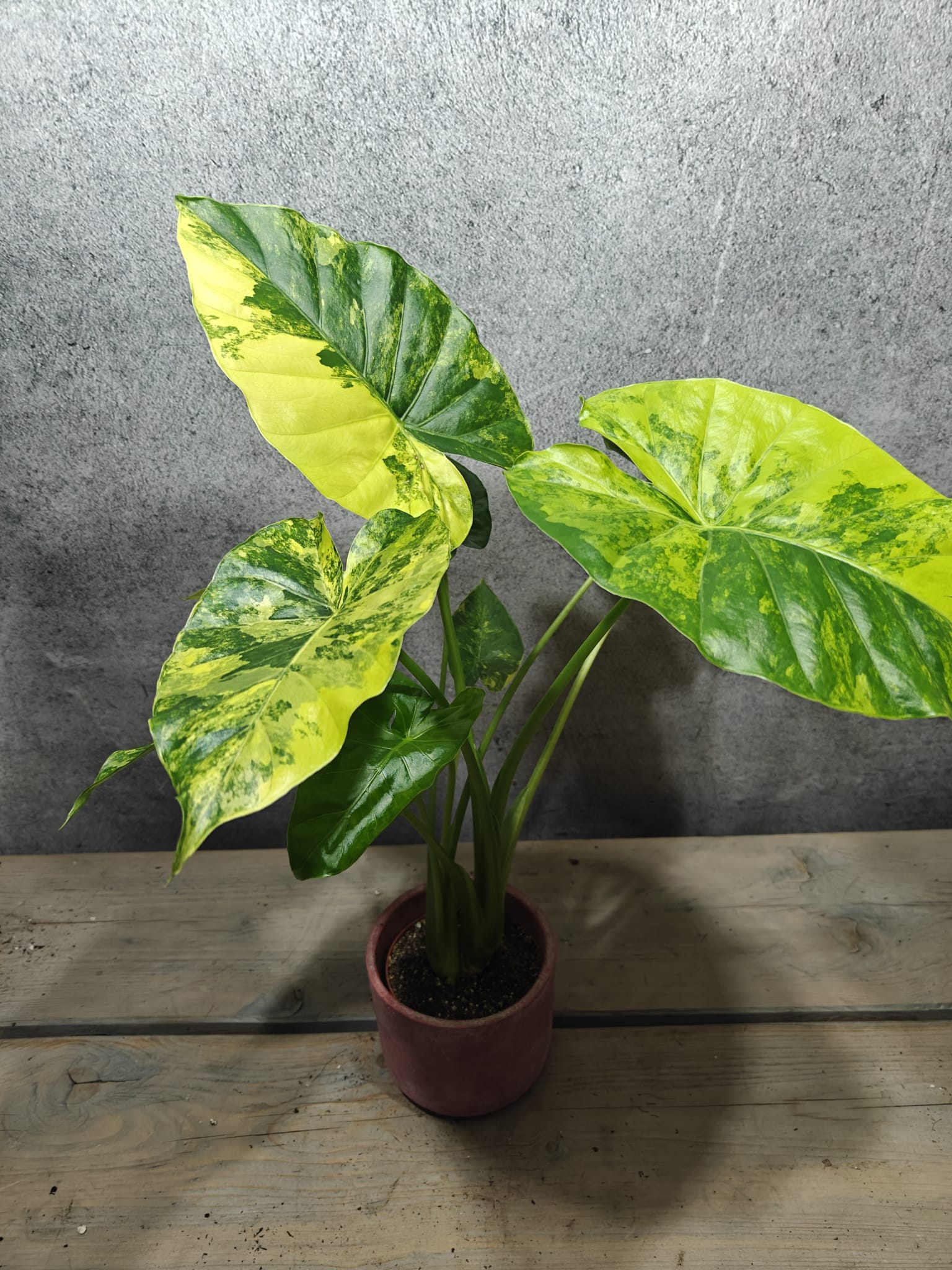 Alocasia Gageana Aurea