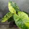 Alocasia Gageana Aurea Alocasia Gageana Aurea