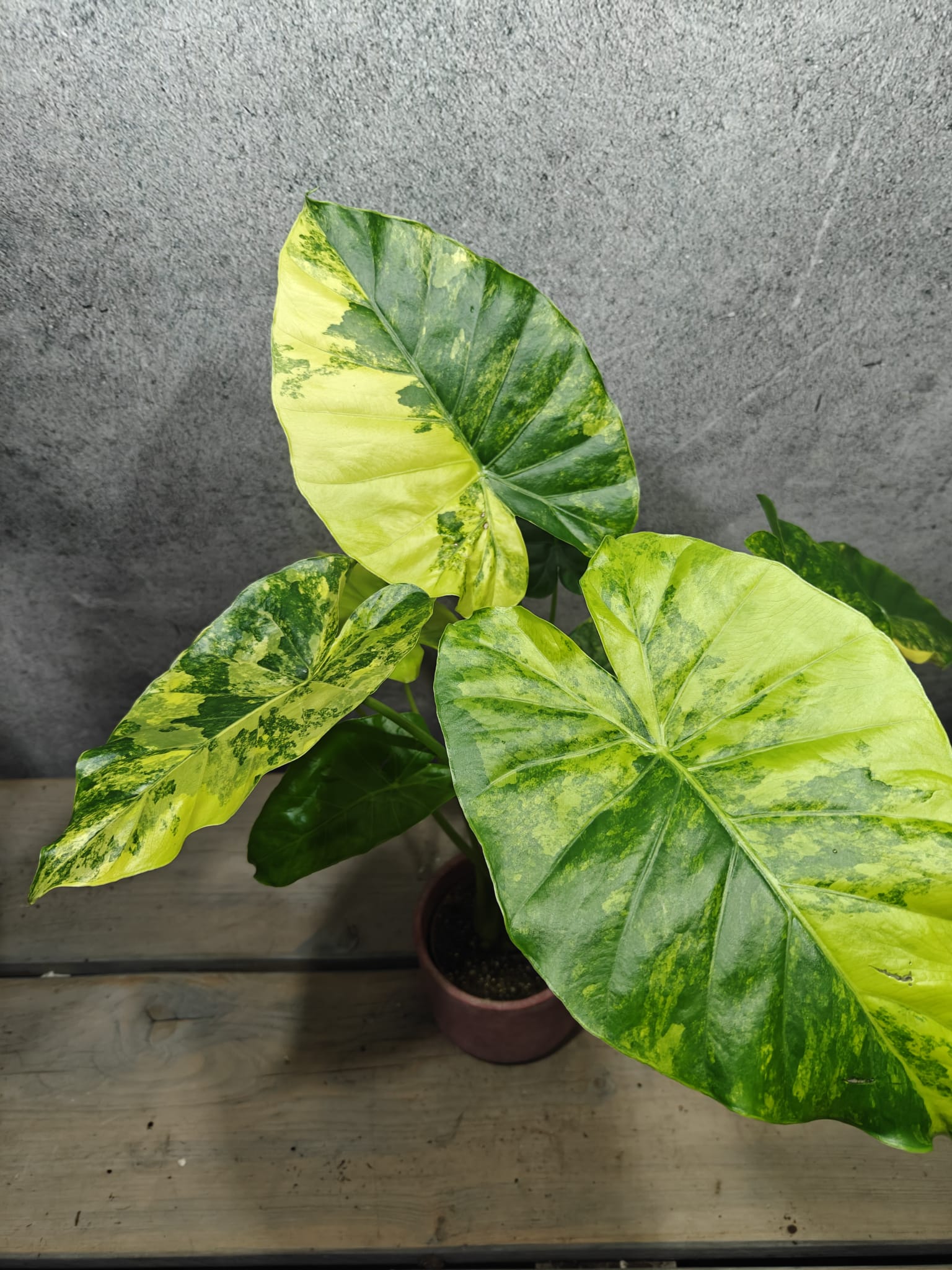 Mr. Plants - Alocasia Gageana Aurea