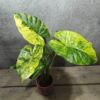 Alocasia Gageana Aurea Alocasia Gageana Aurea