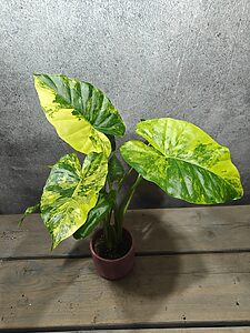 Alocasia Gageana Aurea