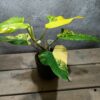 Philodendron Domesticum Variegata