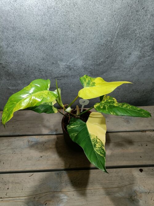 Philodendron Domesticum Variegata