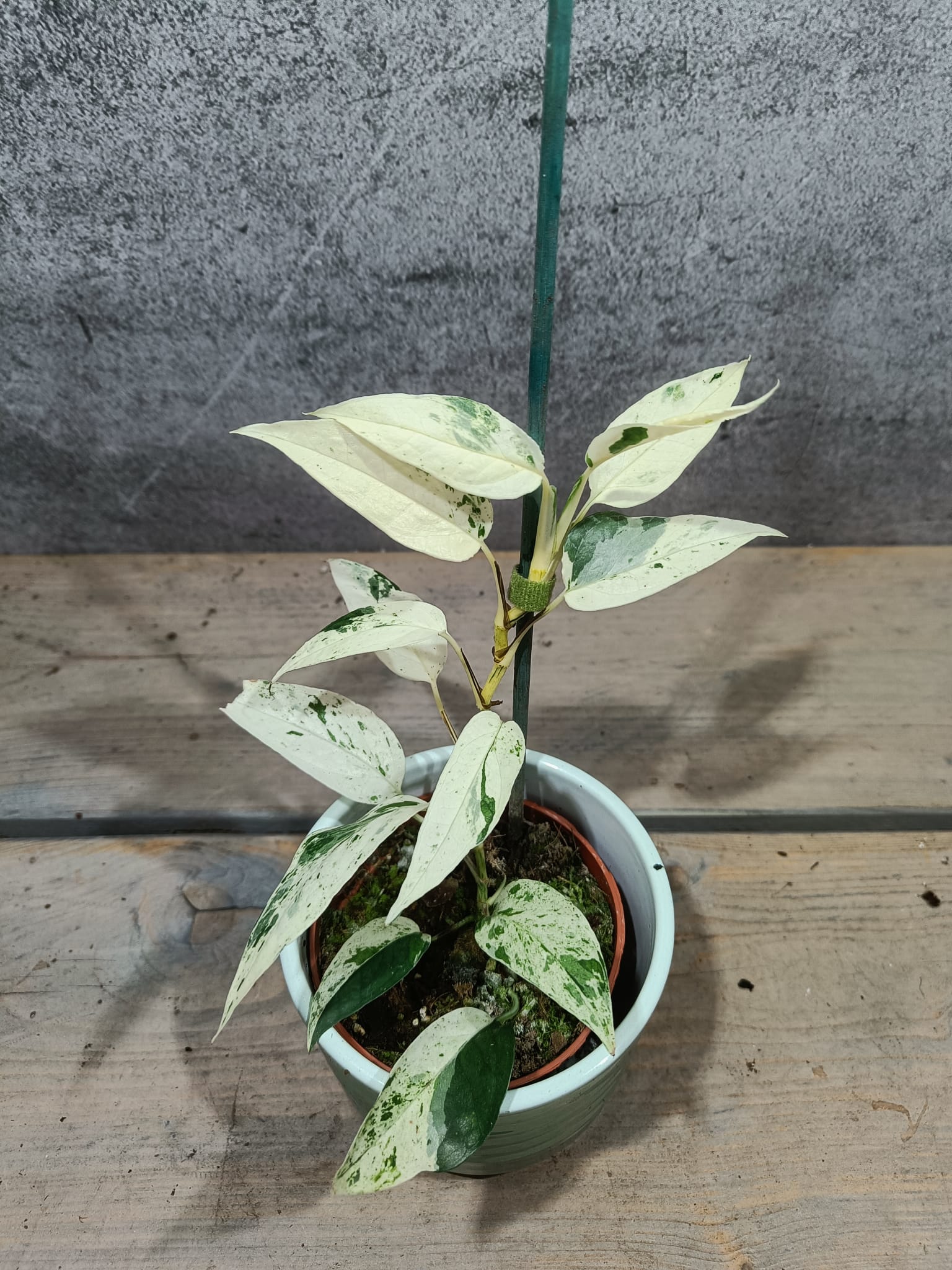 Cebu Blauw Marmer Variegata